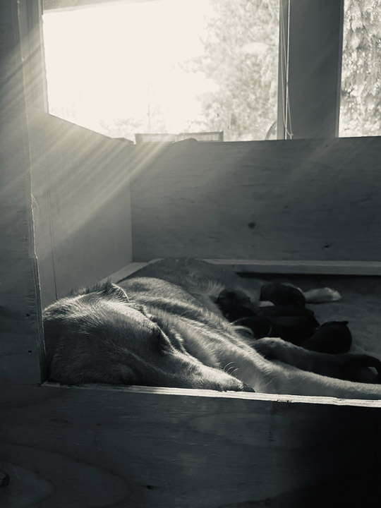 chinook dog